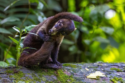 Coati (Nasua narica) biting its own tail, Mammals (Mammalia), Alajuela, Costa Rica, Central America