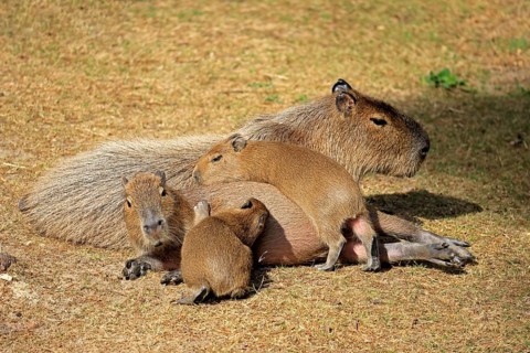 Capybara (Hydrochoerus hydrochaeris), capybara, adult, female, mother, young, on land, group,