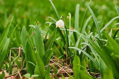 Spring snowflake (Leucojum vernum) blooimg in the middle of wild garlic (Allium ursinum) growing in