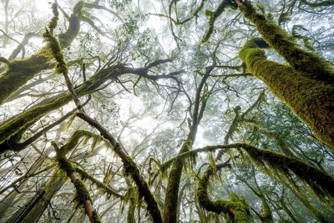 Treetops, laurel trees with mosses and lichens, Garajonay National Park, La Gomera, Canary Islands,
