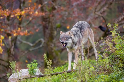 An adult male eurasian gray wolf (Canis lupus lupus) stretches himself on a green meadow on hilly