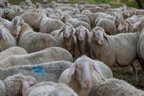 A herd of Merinoland sheep in the pasture, Thuisbrunn, Upper Franconia, Bavaria, Germany, Europe