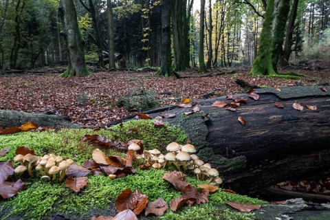 Sulphur tuft (Hypholoma fasciculare), Emsland, Lower Saxony, Germany, Europe