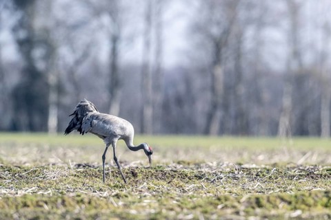 Crane (Grus grus), Emsland, Lower Saxony, Germany, Europe