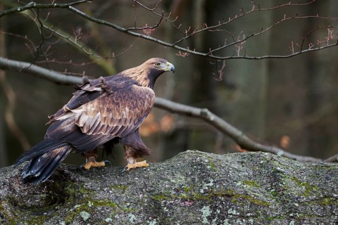 Golden eagle on a tree (Aquila chrysaetos) Bavaria, Germany, Europe