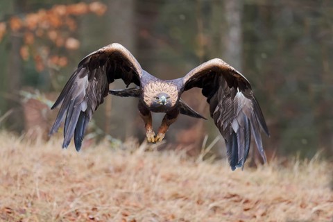 Golden eagle in flight (Aquila chrysaetos) Bavaria, Germany, Europe