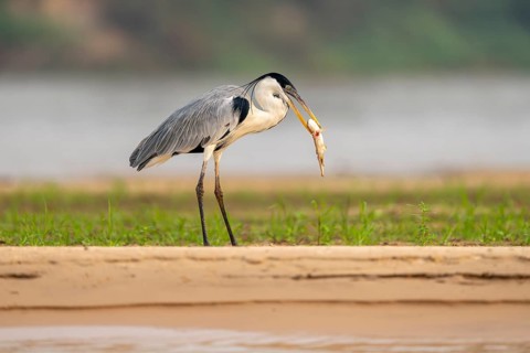 Cocoirei heron (Ardea cocoi), standing on the riverbank eating a fish, North Pantanal, Poconé, Mato