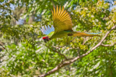 Great green macaw in flight (Ara ambiguus) Costa Rica