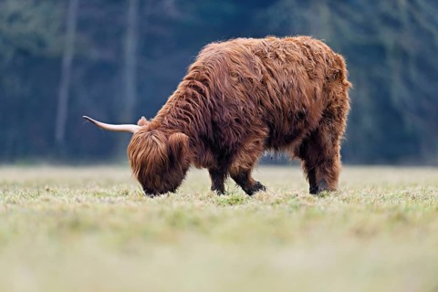 Highland cattle (Bos taurus), adult animal with one horn eating grass, Switzerland, Europe