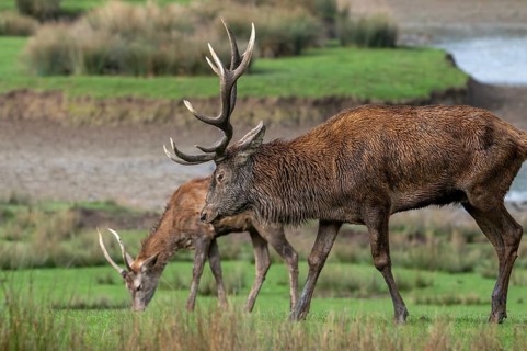 Red deer (Cervus elaphus) adult stag with big antlers and brocket, young second year male with