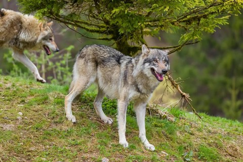 One eurasian gray wolf (Canis lupus lupus) stands under a spruce tree, observing something. Another