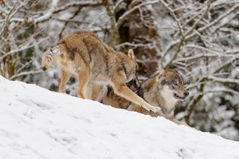 A young grey wolf (Canis lupus lupus) plays with its father on the sloping, snow-covered meadow on