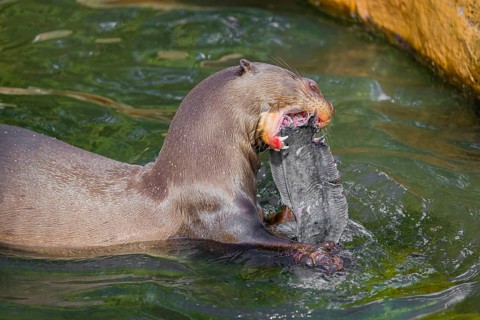 A giant otter or giant river otter (Pteronura brasiliensis) sits in the shallow water of a small