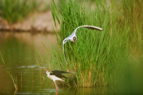 Black-headed gull (Chroicocephalus ridibundus) trying to chase away a Black-winged stilt