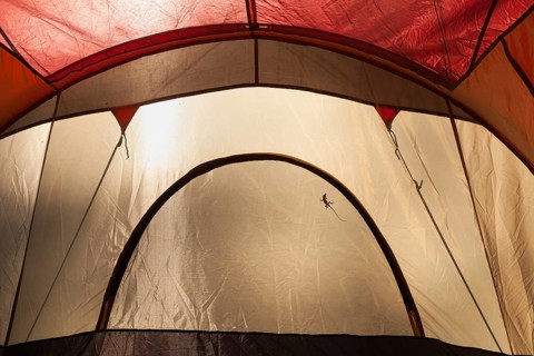 A lizard silhouette cast on the inside of A daylight lit camping tent
