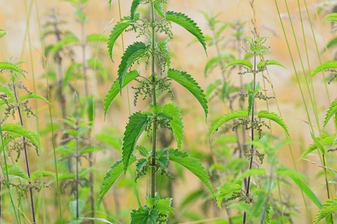 Stinging nettles (Urtica) with inflorescence, North Rhine-Westphalia, Germany, Europe