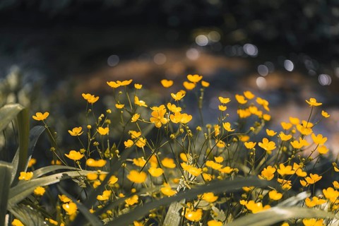 Flowering buttercup (Ranunculus), close-up, Lower Austria, Austria, Europe