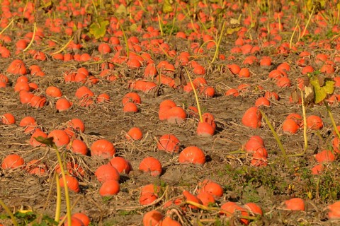 Pumpkin Patch, Rhineland-Palatinate, Germany (Cucurbita pepo), pumpkins