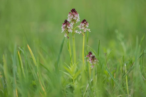 Burnt-tip orchid (Orchis ustulata), Burgenland, Austria, Europe