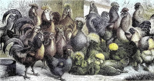 Poultry, various breeding forms of the domestic fowl, Historic, Reproduction of an original from