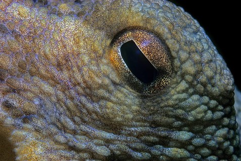 Close-up of square eye pupil of common octopus (Octopus vulgaris), Mediterranean Sea