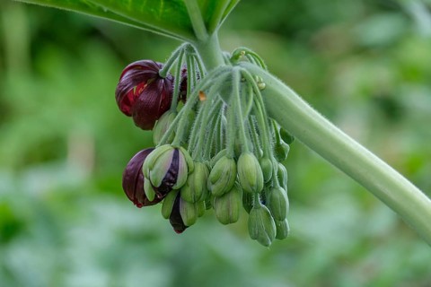 Dysosma mayapple (Podophyllum), Chinese May apple, Netherlands
