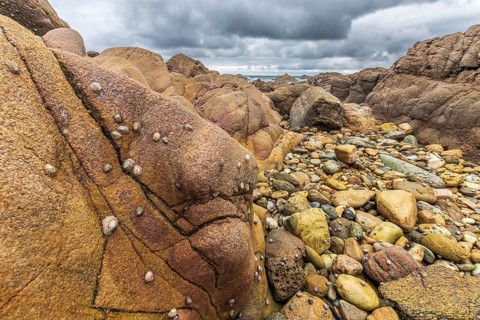 Rocks covered with shells on the Atlantic coast. Sables d'Olonne, Vendee France