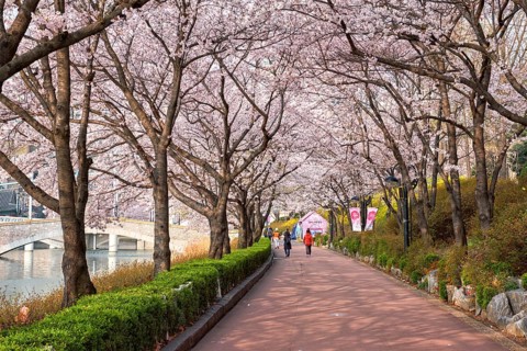 SEOUL, SOUTH KOREA, APRIL 7, 2017: People in blooming sakura cherry blossom alley in park in