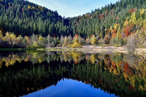 Trees reflected in the Sankenbachsee, Karsee, autumn, near Baiersbronn, Freudenstadt district,