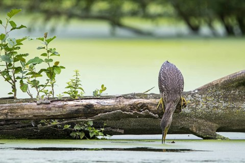 Black-crowned night-heron, black-capped night-heron (Nycticorax nycticorax) juvenile fishing from