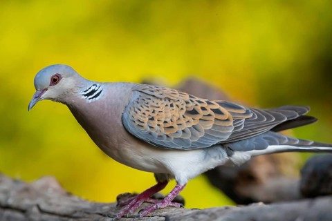 Turtle dove (Streptopelia turtur) comes to drink, Hungary, Europe