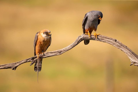 Red-footed falcon (Falco vesperetinus) Male handing over a captured lizard to female, Hungary,