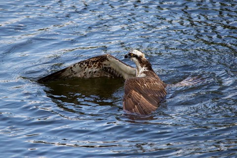 Western osprey (Pandion haliaetus) fishing, Finland, Europe