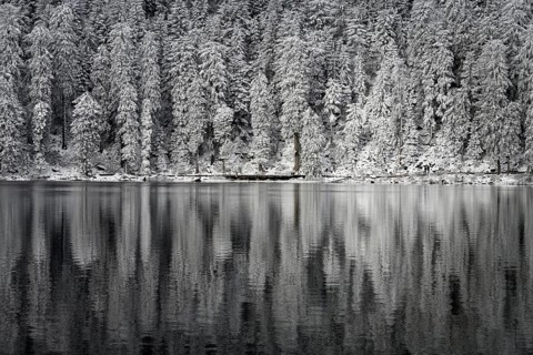 Winter landscape at Mummelsee, reflection of the forest, near Seebach, Black Forest, Ortenaukreis,