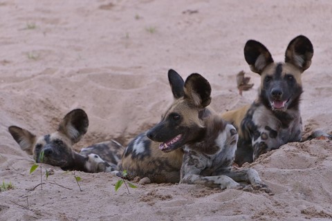African Wild Dogs (Lycaon pictus), South Luangwa National Park, Zambia, Africa