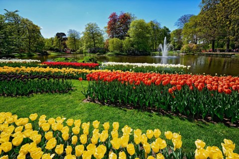 Blooming tulips flowerbeds in Keukenhof flower garden, also known as the Garden of Europe, one of