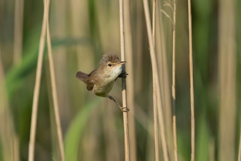 Eurasian reed warbler (Acrocephalus scirpaceus) adult bird on the edge of a reedbed, Lincolnshire,