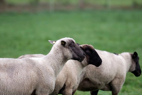Sheep (Ovis), livestock, wool, black-headed sheep, three, side profile, pasture, North