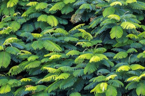Leaves of the royal poinciana (Delonix regia), Andean Garden Funchal, Jardim Botanico, Madeira,
