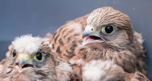 Two young common kestrels (Falco tinnunculus) fallen out of the nest, 2 nestlings with downy