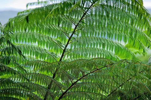 Tree fern (Cyatheales), flora, vegetation, detail, rainforest, tropical, tropical, Queensland,