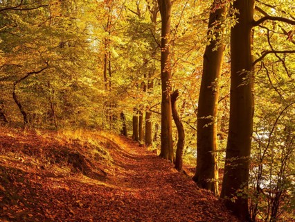 Forest path through golden forest in autumn evening light, Uckermark, Brandenburg, Germany, Europe