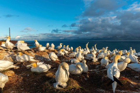 Northern gannet (Morus bassanus), Helgoland Cliff, Helgoland High Seas Island, nests, chicks, North