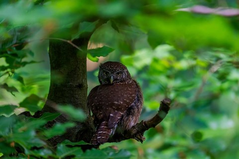 Pygmy Owl (Glaucidium passerinum) sitting on a branch, Bavaria, Germany, Europe