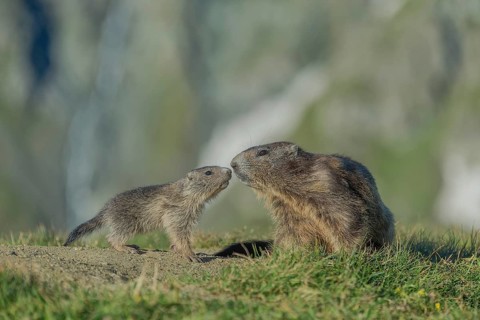 Alpine Marmot (Marmota marmota), Old and young animal sniff each other, Großglockner, Austria,