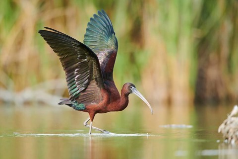 Glossy ibis (Plegadis falcinellus) cleaning its feathers in the water shaking its wings, Camargue,