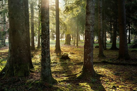 Park landscape or forest landscape in autumn in the morning sun. The sun shines through the trees.