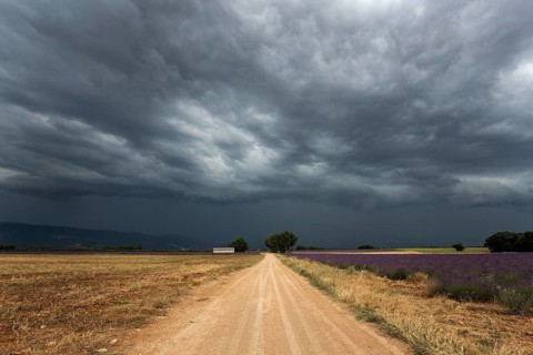 Gravel road through lavender field, flowering true lavender (Lavandula angustifolia), thunderstorm