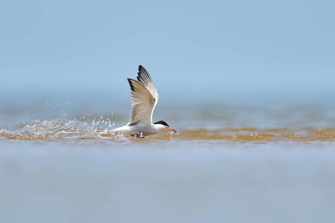 Elegant tern (Thalasseus elegans) flying in the sky above the sea, hunting, ebro delta, Catalonia,