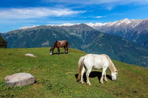 Horses grazing in Himalayas mountains. Near Manali, above Kullu Valley, Himachal Pradesh, India,